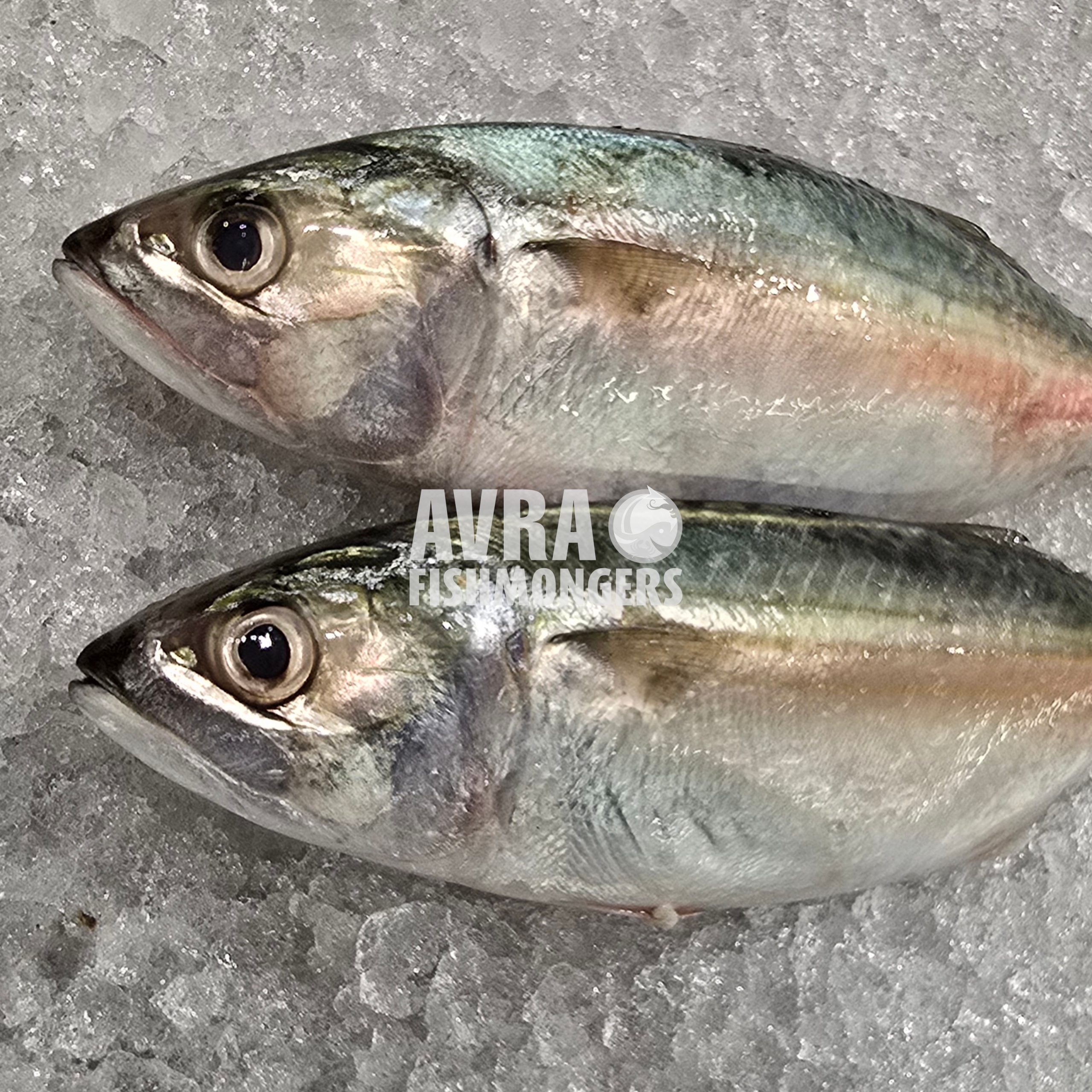 Indian Mackerel/அயிலை மீன்/അയല - AVRA IMPEX