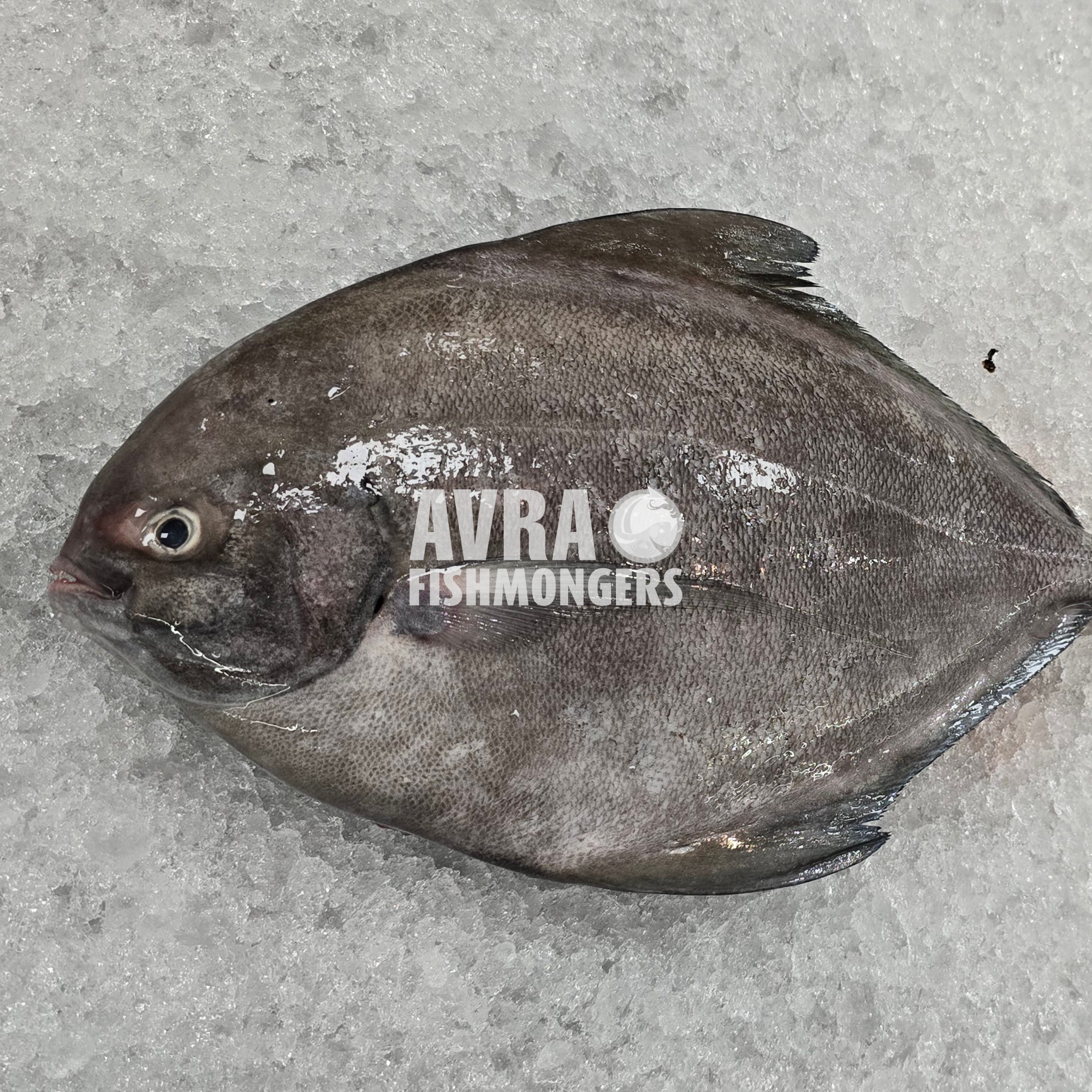 Black Pomfret கருப்பு வாவல் ആവോലി